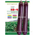 Super High Yield Hybrid Black Purple Long Eggplant Seeds For Sale-pioneer No.1